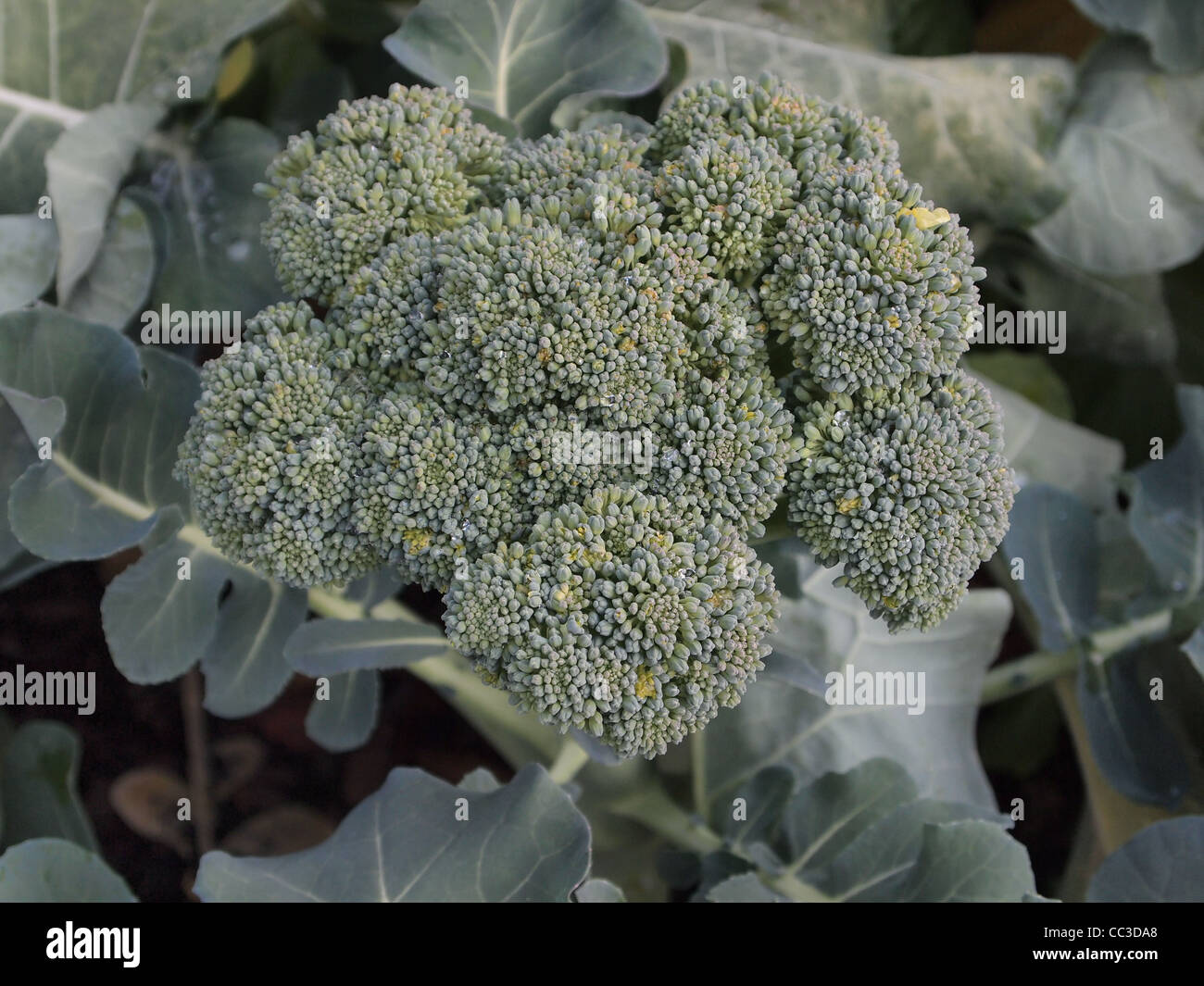 Broccoli crown hires stock photography and images Alamy