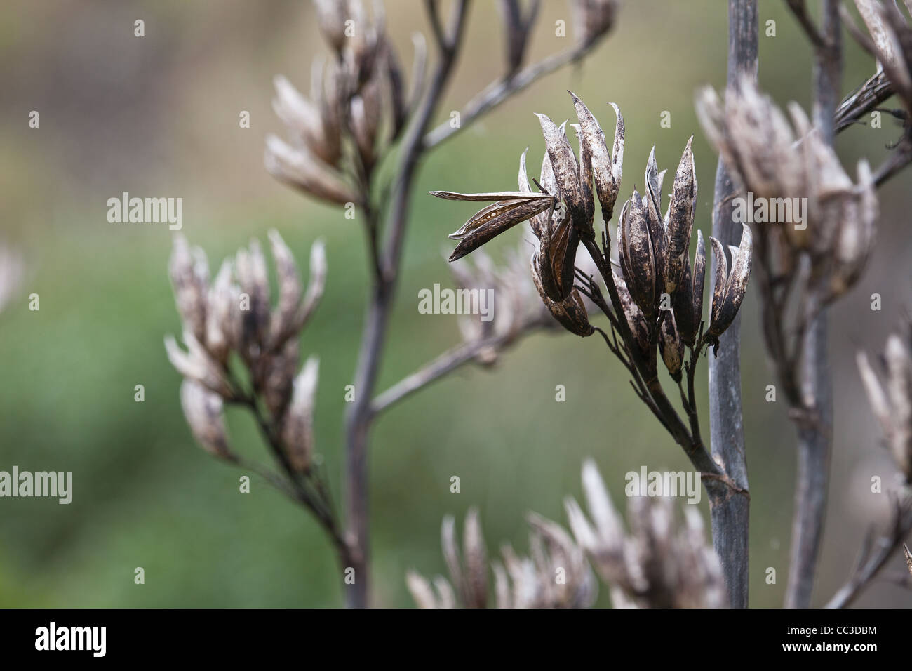 New Zealand plant Flax ( phormium ) dried seed pods at kare kare beach and mt zion track in north island, auckland, waitakere Stock Photo
