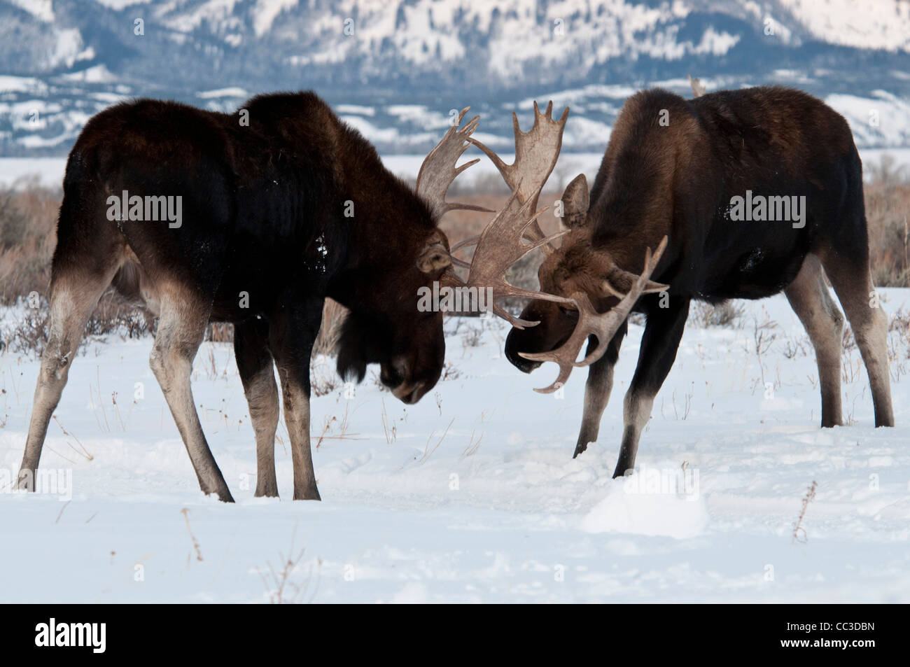 Moose fight hi-res stock photography and images - Alamy