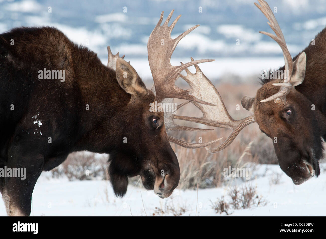 Bull Moose Fighting High Resolution Stock Photography and Images - Alamy