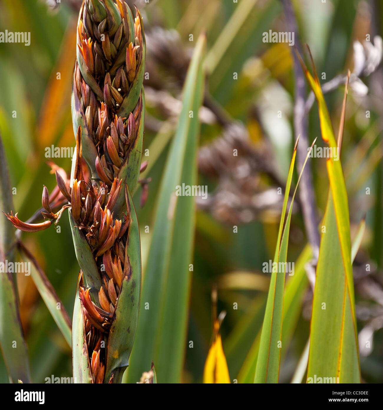 New Zealand plant Flax ( phormium ) beautiful flowers at kare kare beach and mt zion track in north island, auckland, waitakere Stock Photo