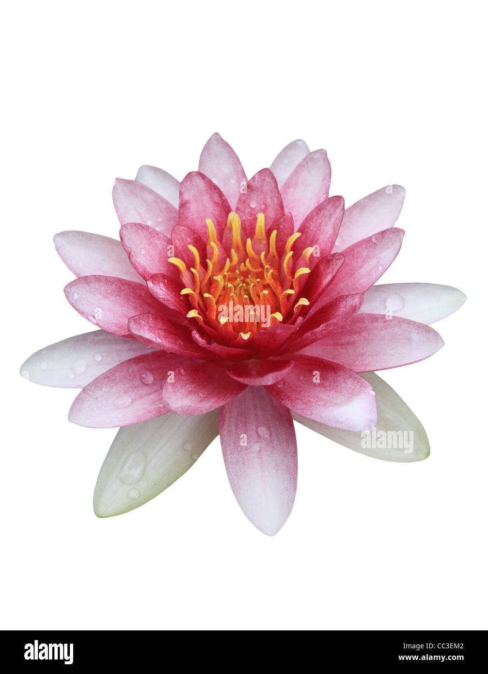 Lily Pad On White Hi Res Stock Photography And Images Alamy