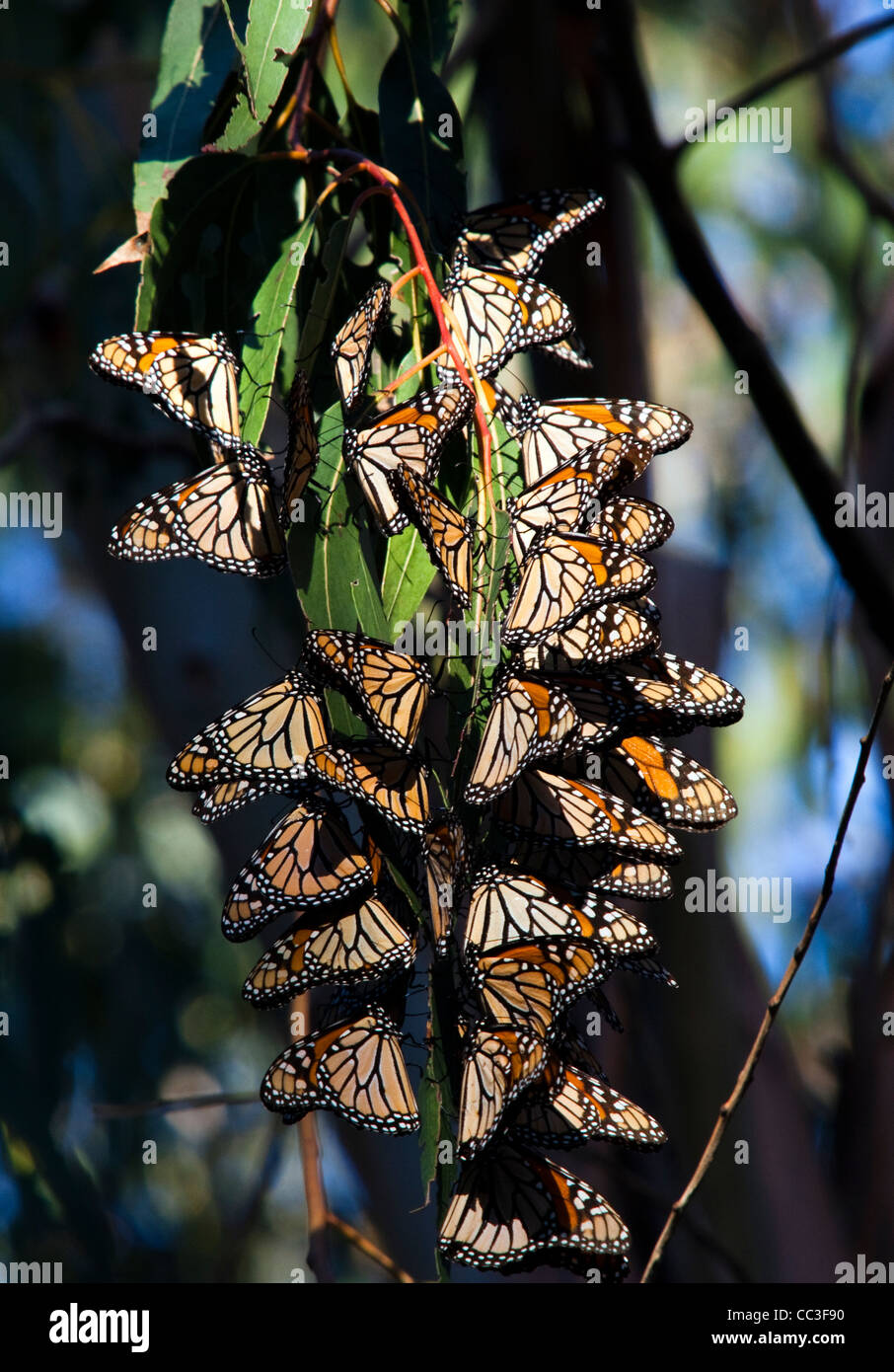 Migrating Monarch Butterflies Stock Photo