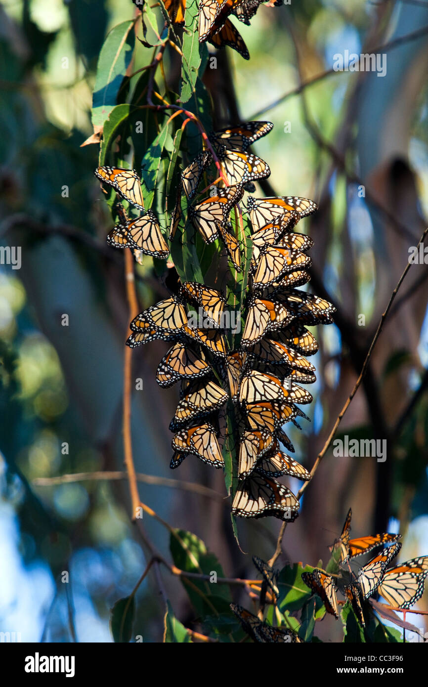 Migrating Monarch Butterflies Stock Photo