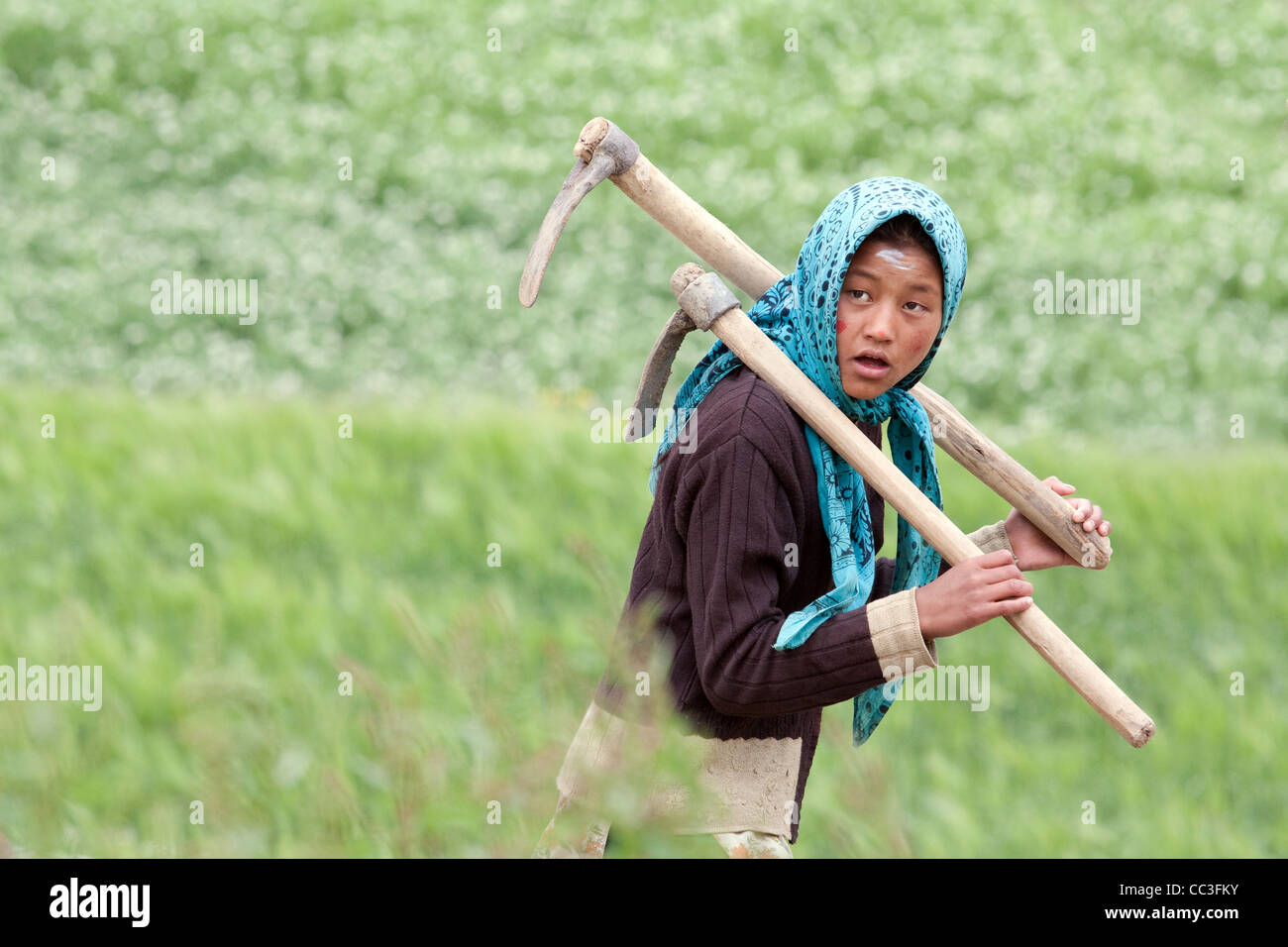 Tilling the fields in Pin Valley Stock Photo