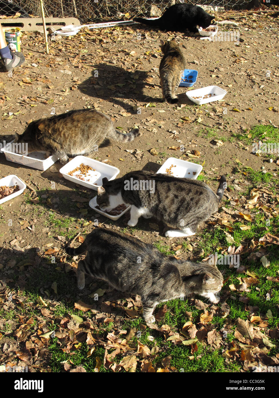 Unwanted food italy hires stock photography and images Alamy