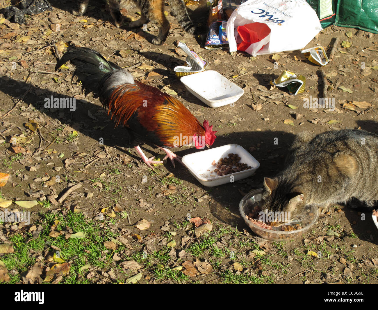 stray cat and hen cockerel eating food left by volunteer in rome italy ...