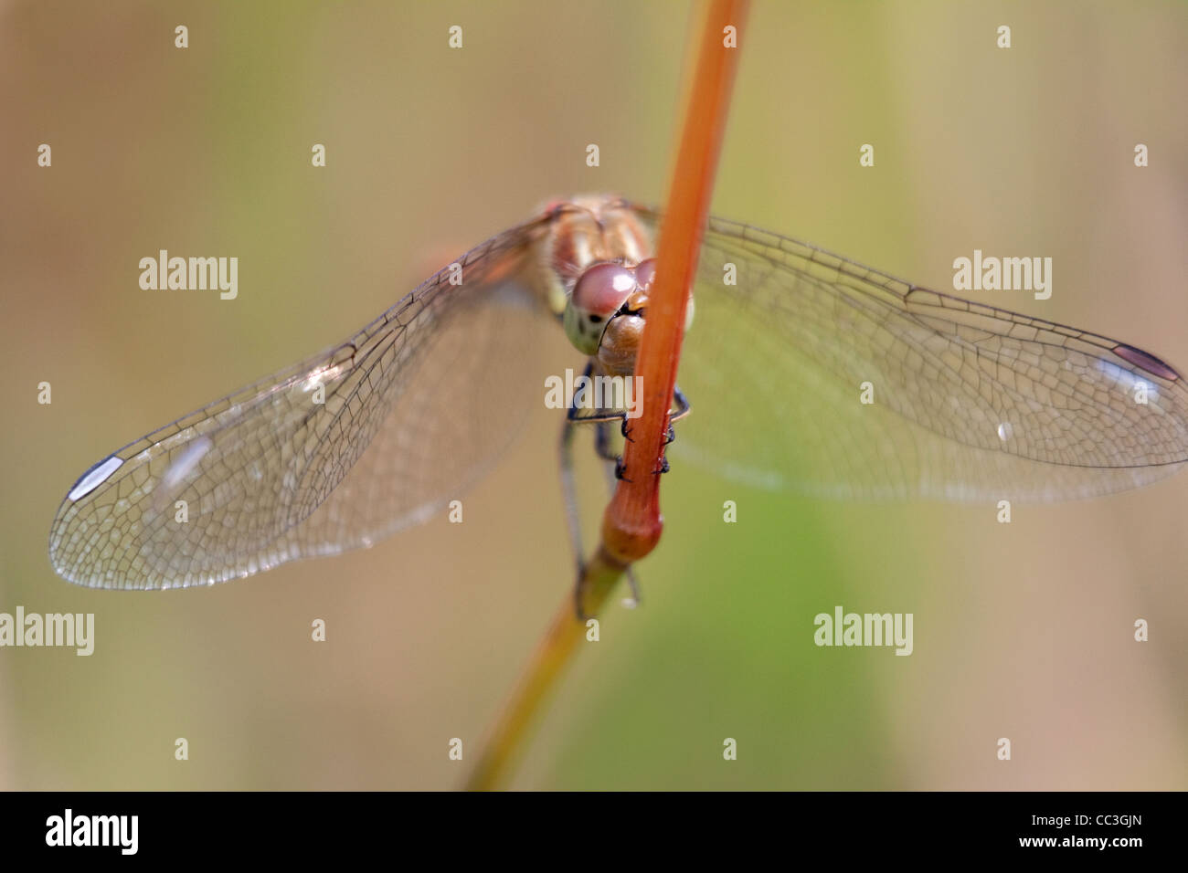 Majestic world dragonflies hi-res stock photography and images - Alamy