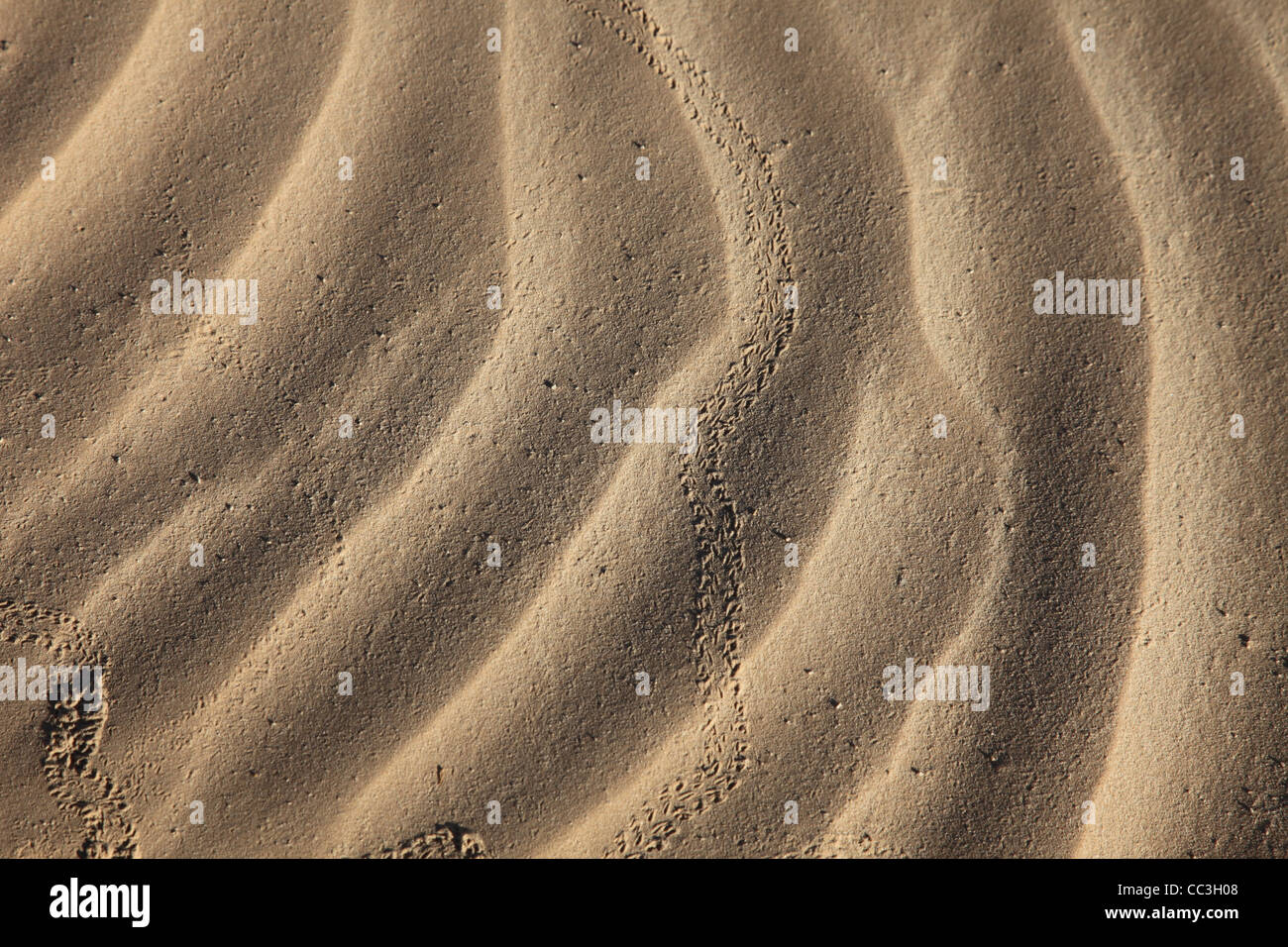 Wind textures on sand in Sahara Stock Photo
