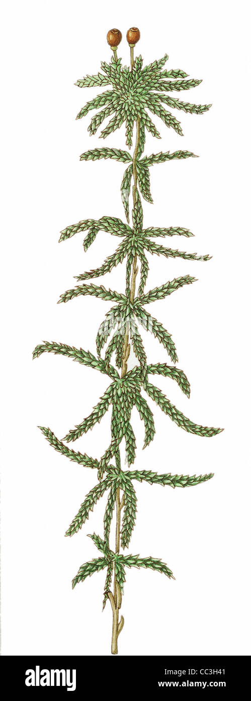 Botany - Mosses - Bryophytes - Sphagnacee - Sphagnum (Sphagnum Palustre. Drawing. Stock Photo