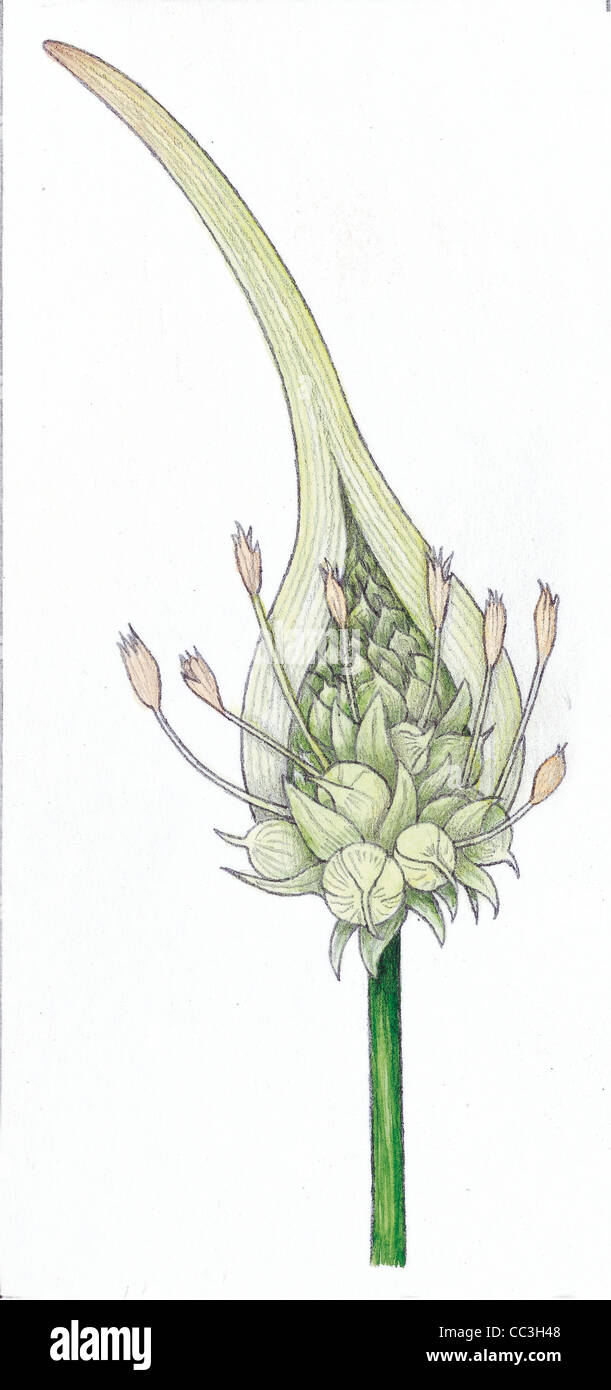 Botany - Liliaceae - Garlic (Allium Sativum), Inflorescence. Drawing. Stock Photo
