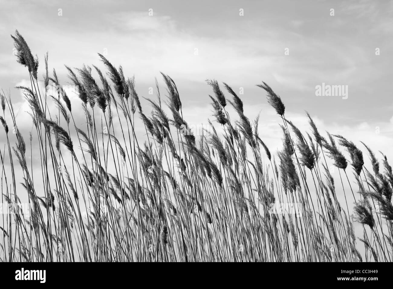 Tall grass against sky. Black and white. Stock Photo