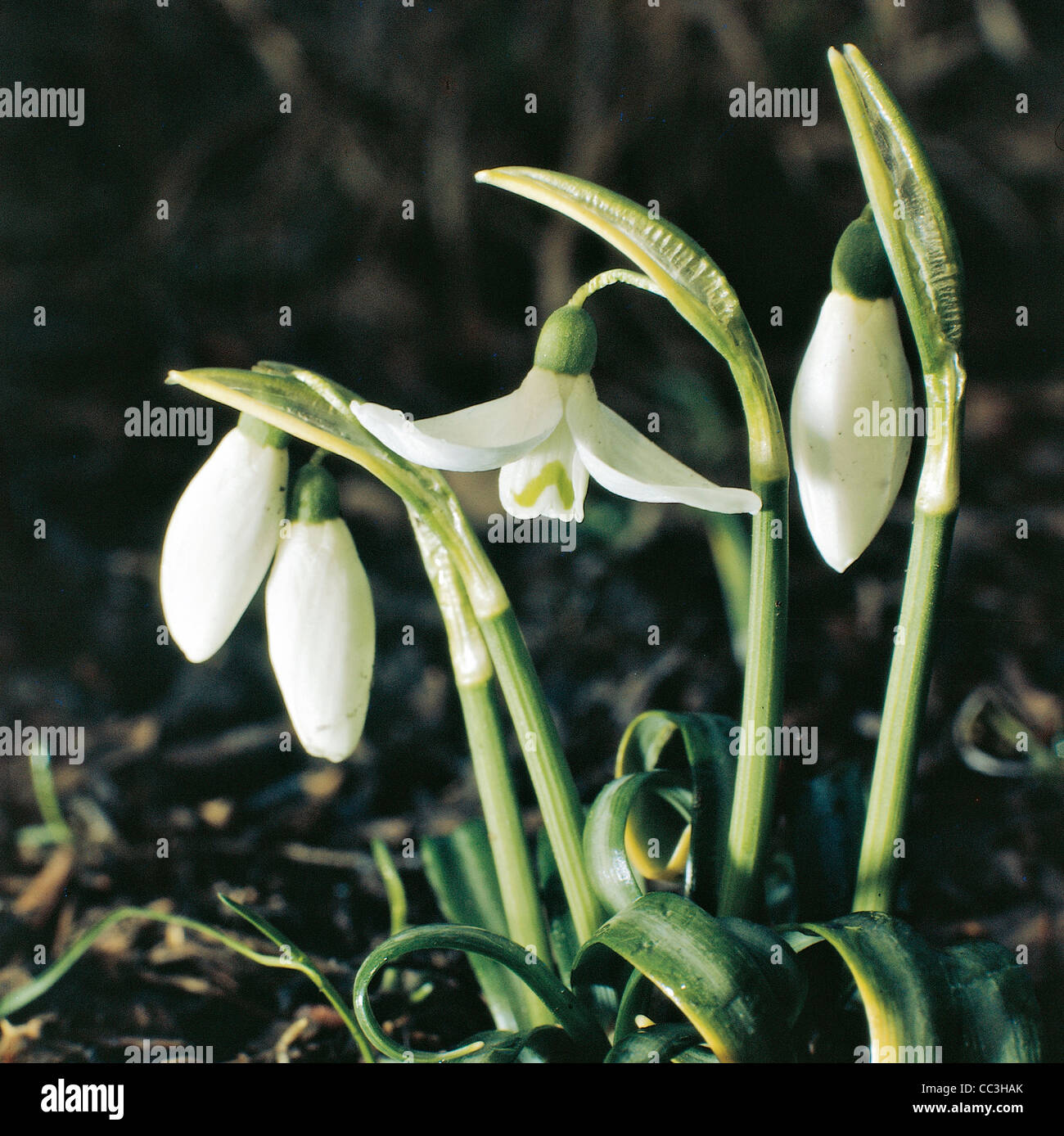 Botany: Amarillidacee Bucaneve (Galanthus Nivalis) Stock Photo