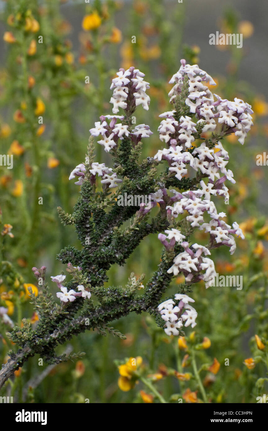 Junellia tridens branch with flowers Adesmia boronioides flowers in the background Parque National Monte Leon Patagonia December Stock Photo