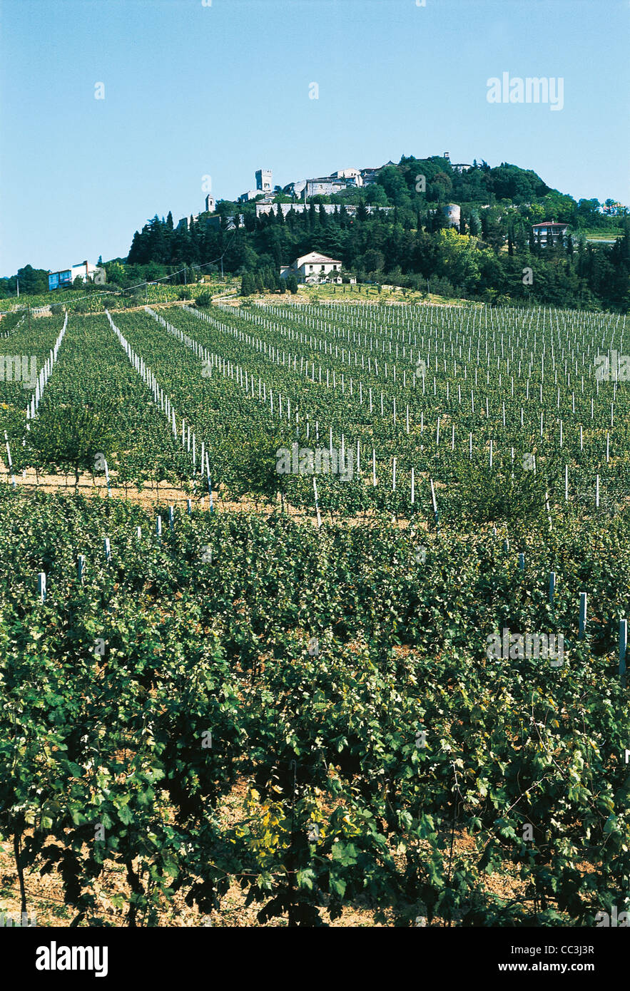 Italy - Emilia-Romagna Region - Forli-Cesena Province - Bertinoro. View Of Winery And Vineyards Stock Photo