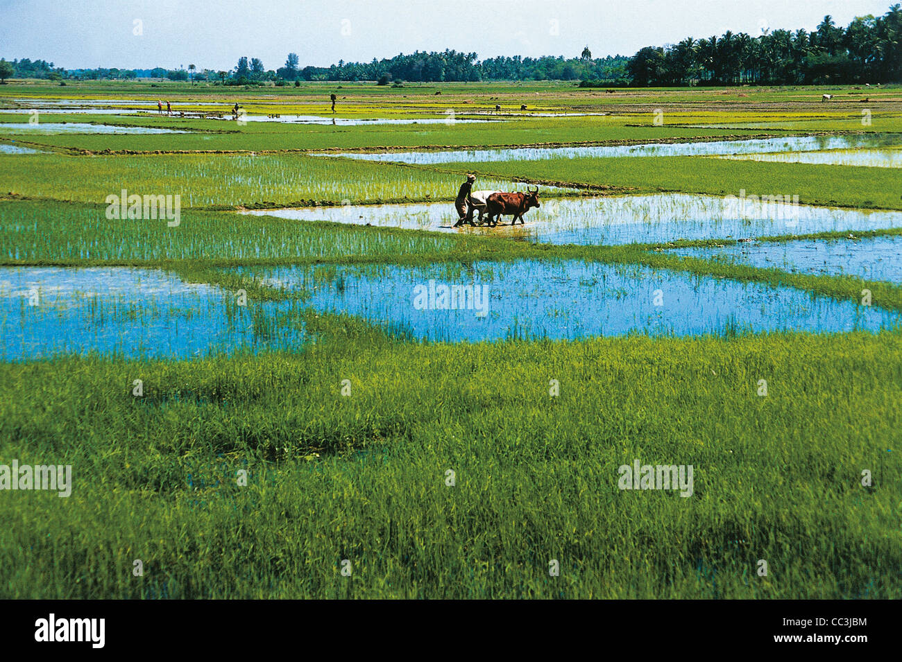 India Rie Fields India Working In Rice Fields Stock Photo - Alamy
