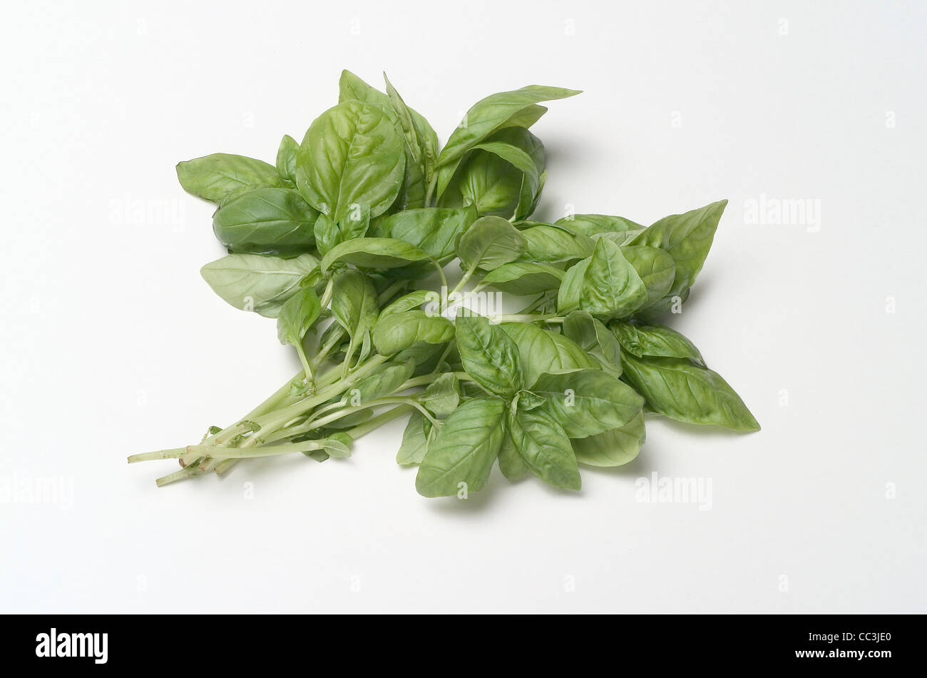 Still Life: Basil. Minimal Stock Photo - Alamy
