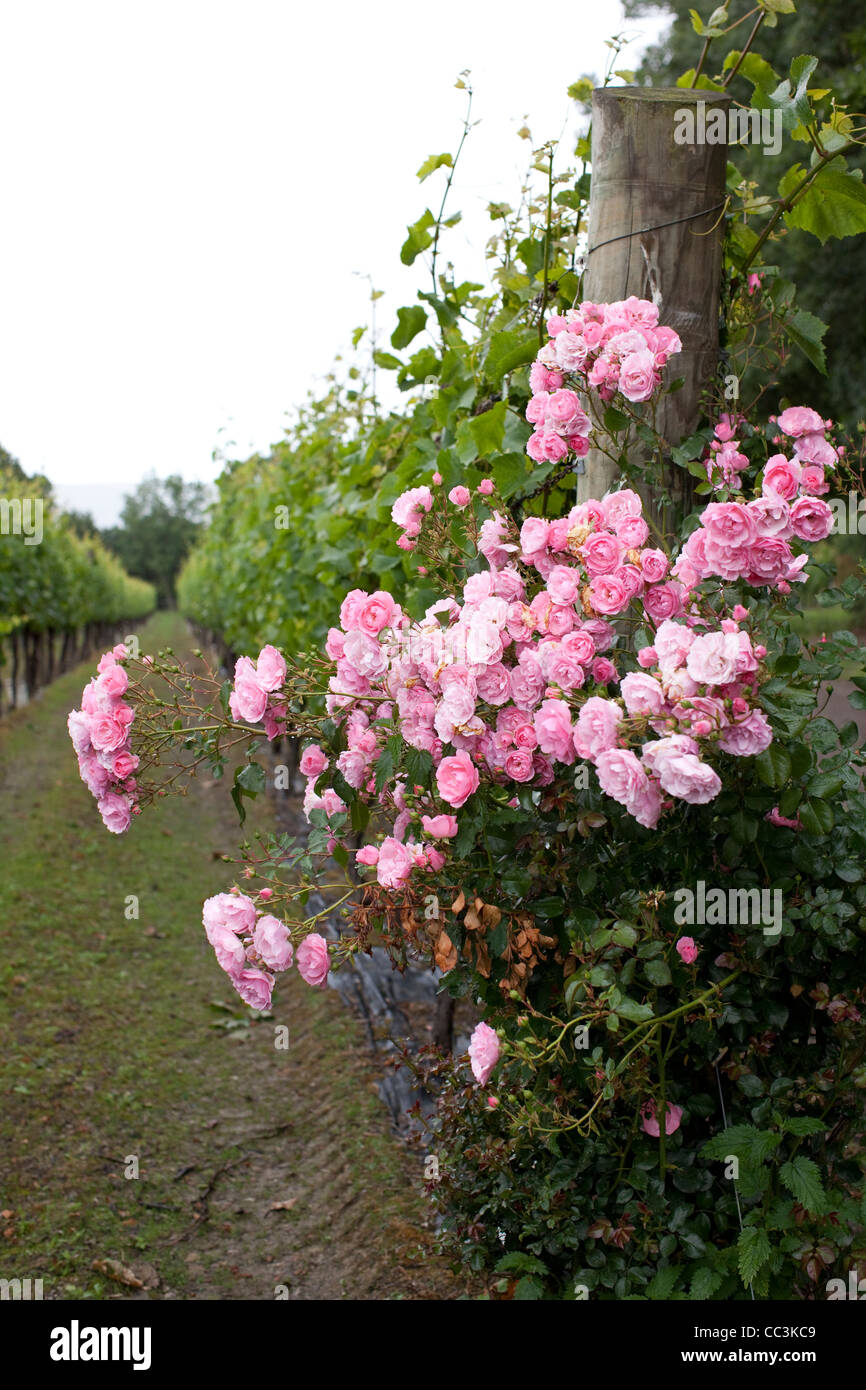 Rose bush at end of row in chardonnay vineyard RidgeView vineyard