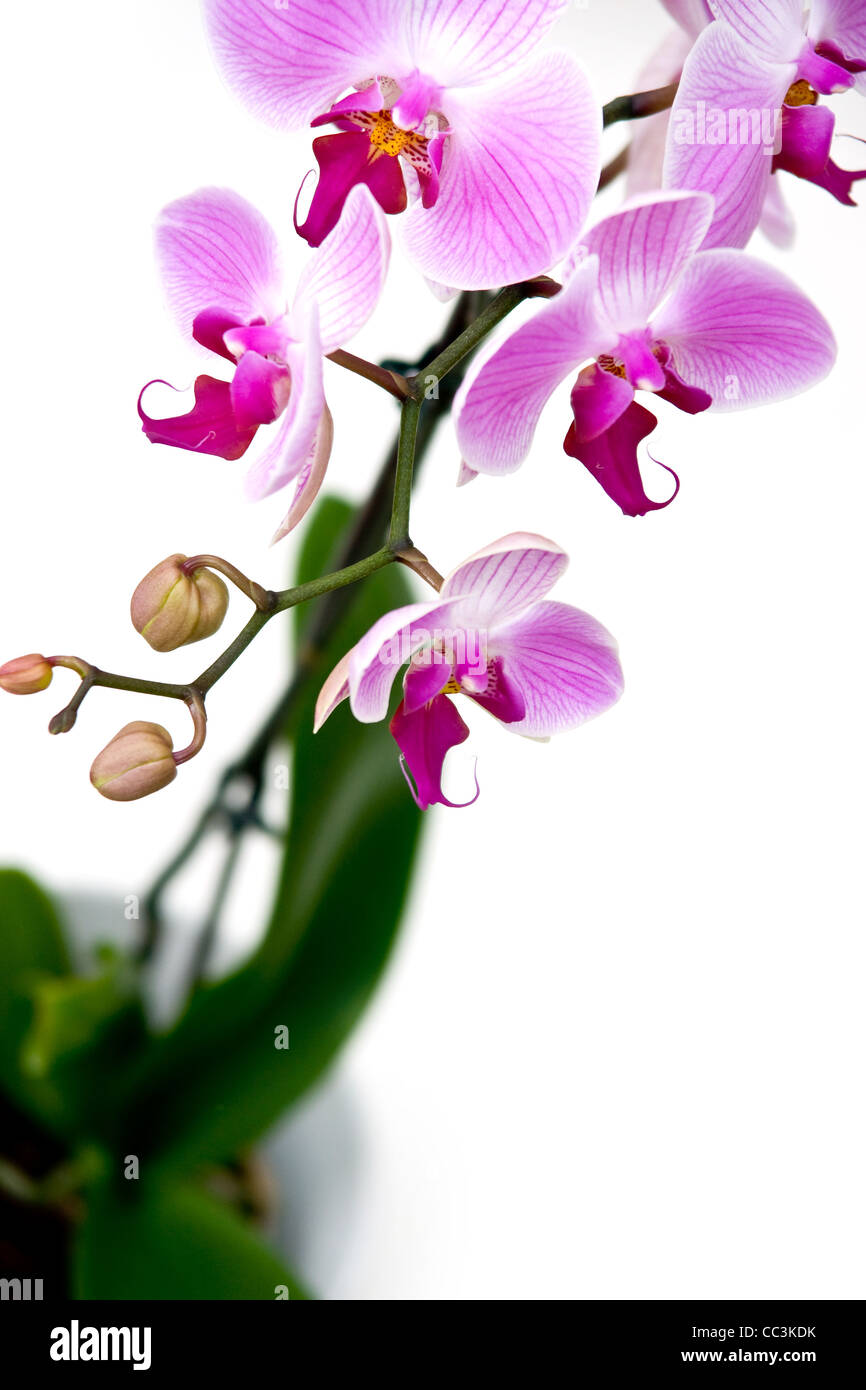 Pink orchid on white background Stock Photo - Alamy