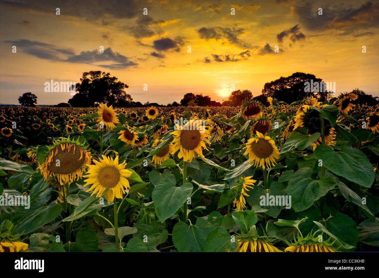 sunflowers in field,sussex,england,uk,europe Stock Photo