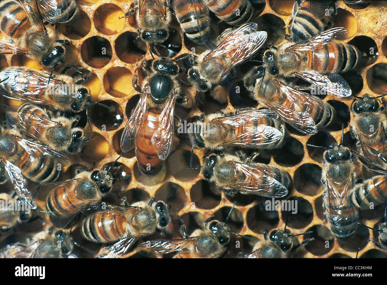 Zoology Insects Hymenopters Common Honeybee (Apis Mellifera