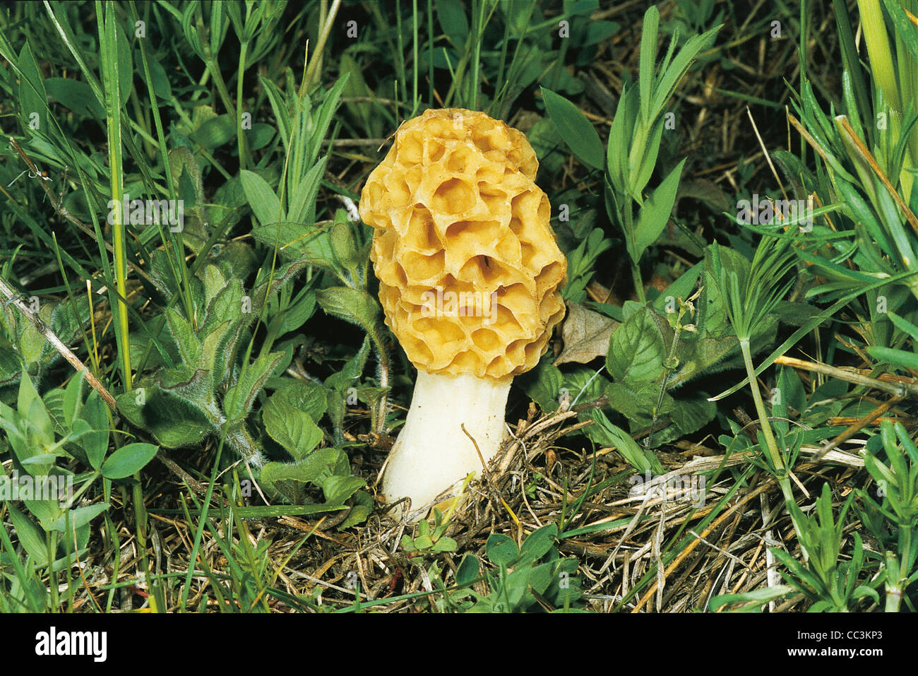Mushrooms: Morchella Rotundo Stock Photo
