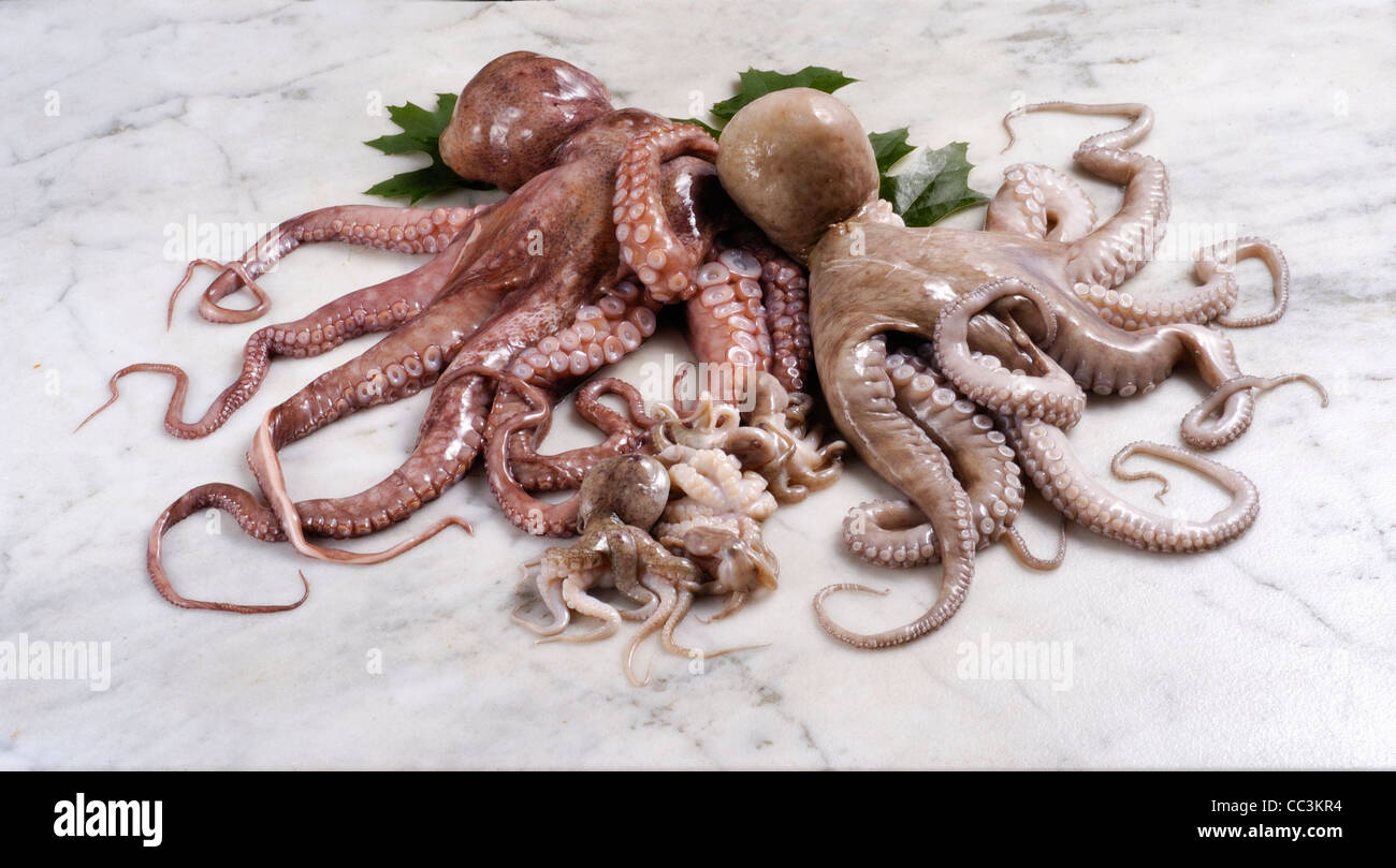 Still Life: Octopus Octopus And Squid Stock Photo