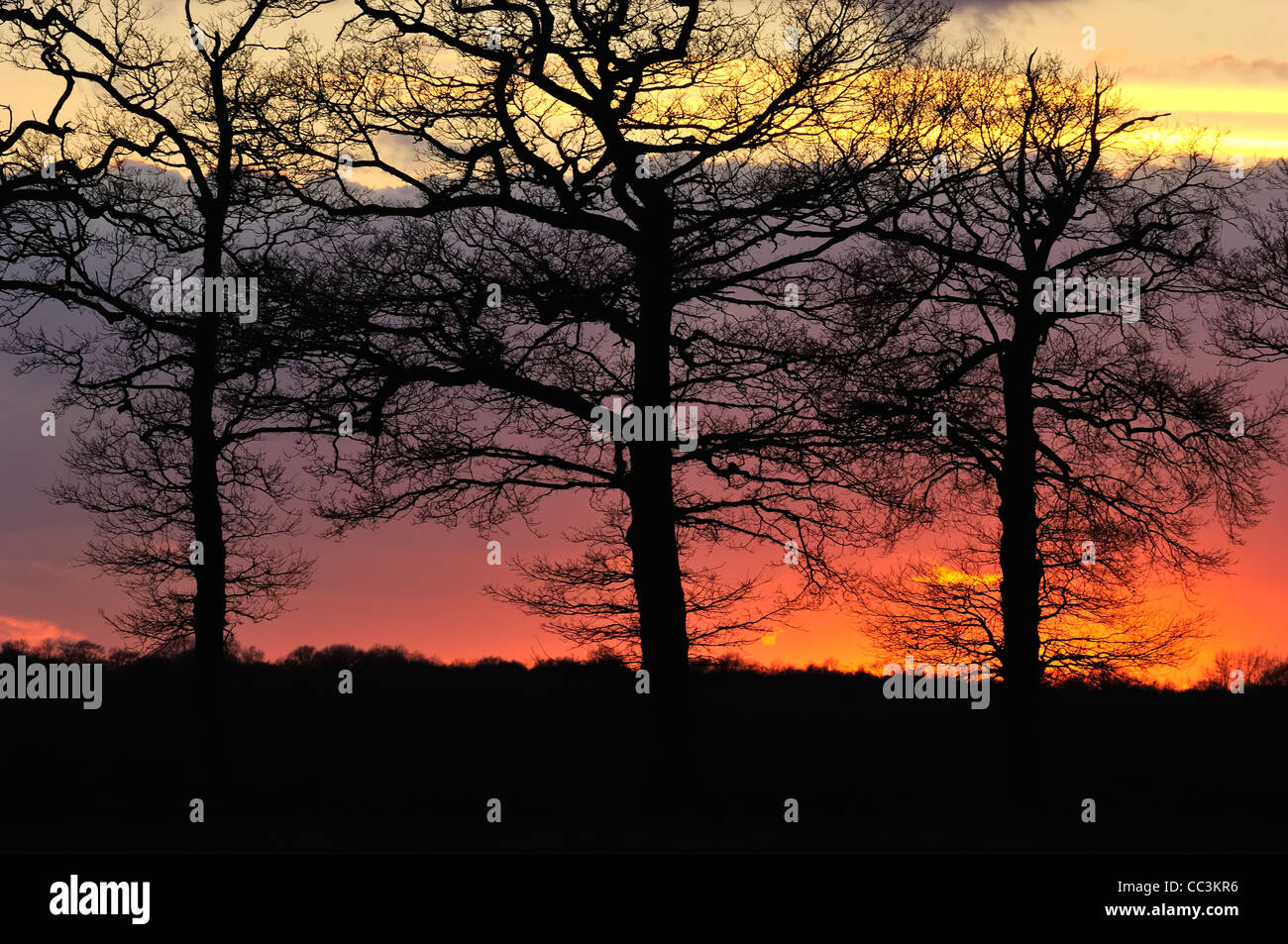 winter trees at sunset;sevenoaks;kent;england;uk;europe Stock Photo