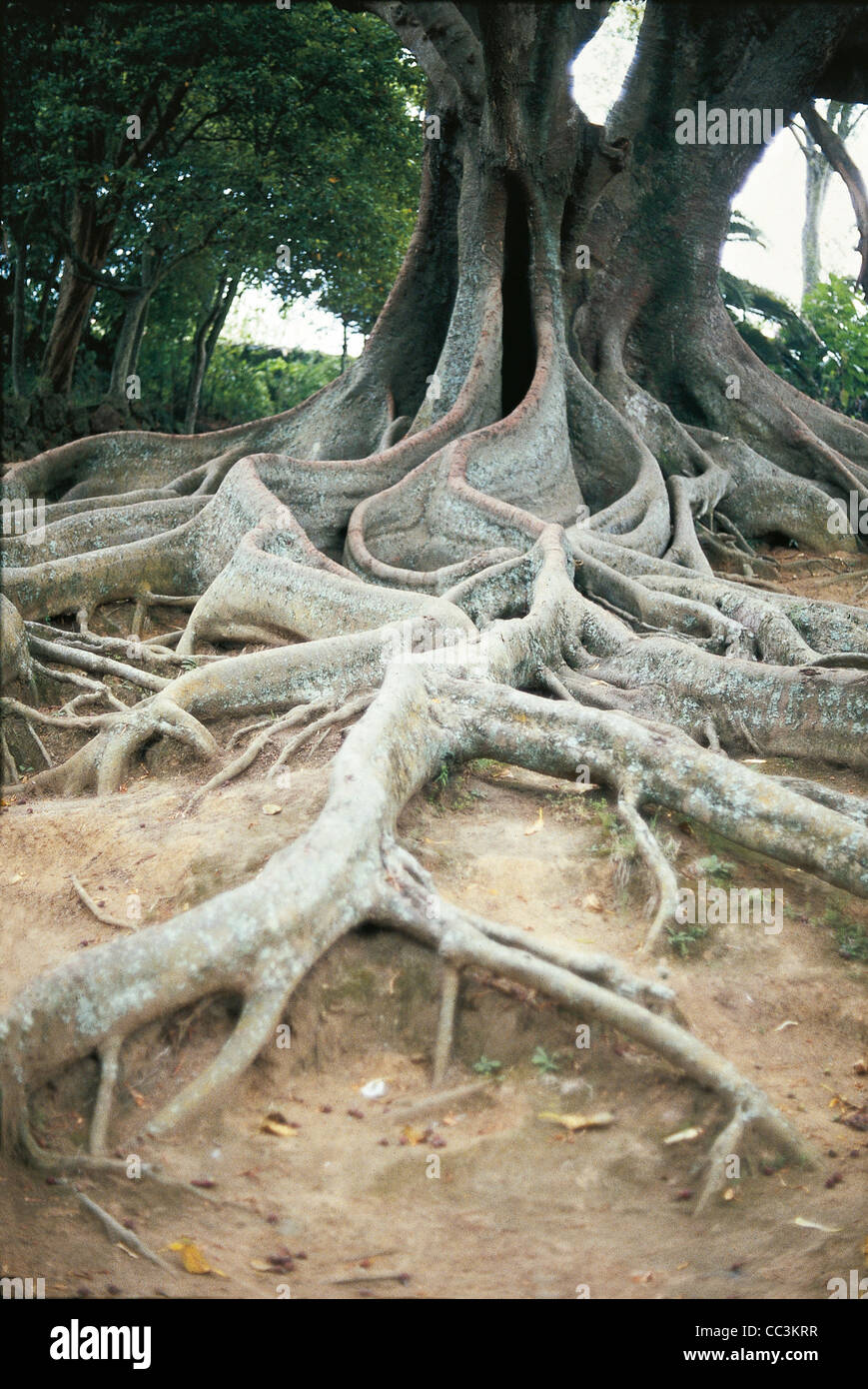 Portugal Azores Island Roots Of San Miguel Ficus Elastica Stock Photo ...