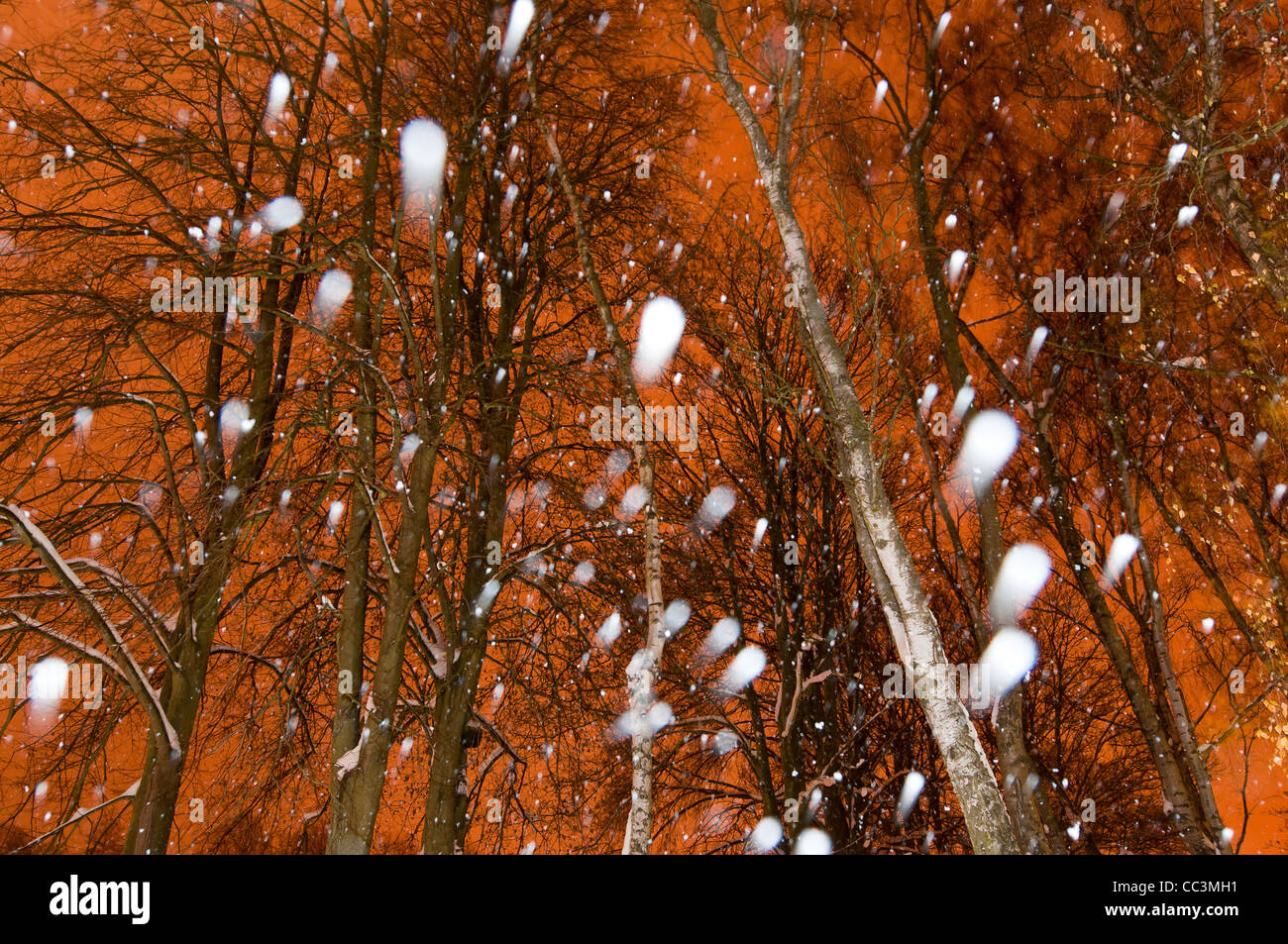 snow blizzard,winter,forest,biggin hill,kent,england,uk,europe Stock Photo