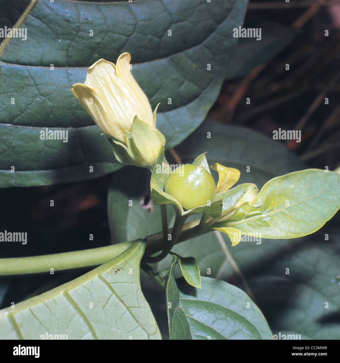 Belladonna atropa belladonna hi-res stock photography and images - Alamy