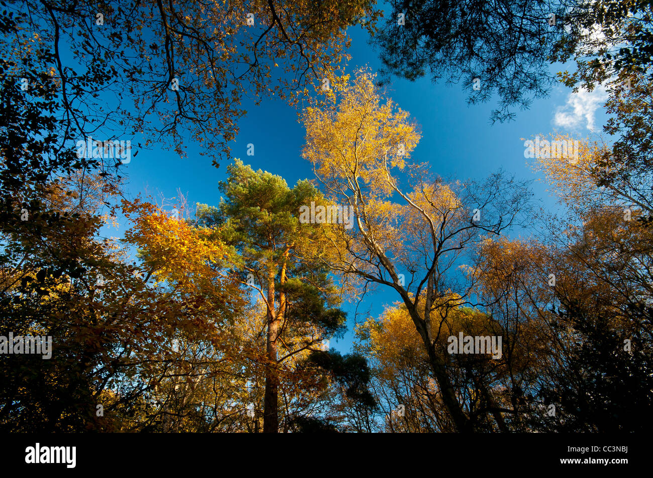 looking up at trees in forest,keston,kent,england,uk,europe Stock Photo