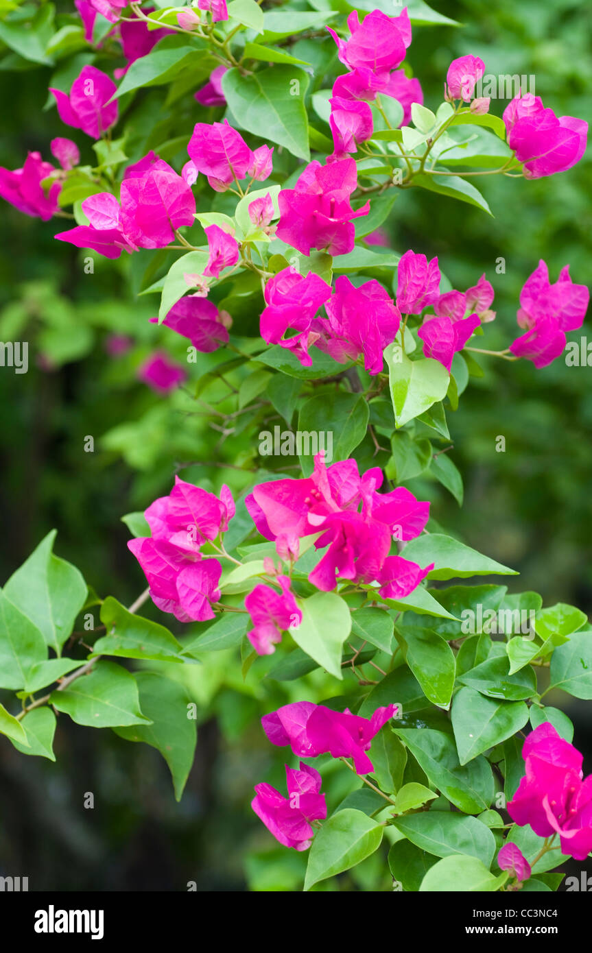 Bougainvillea paper flower hires stock photography and images Alamy