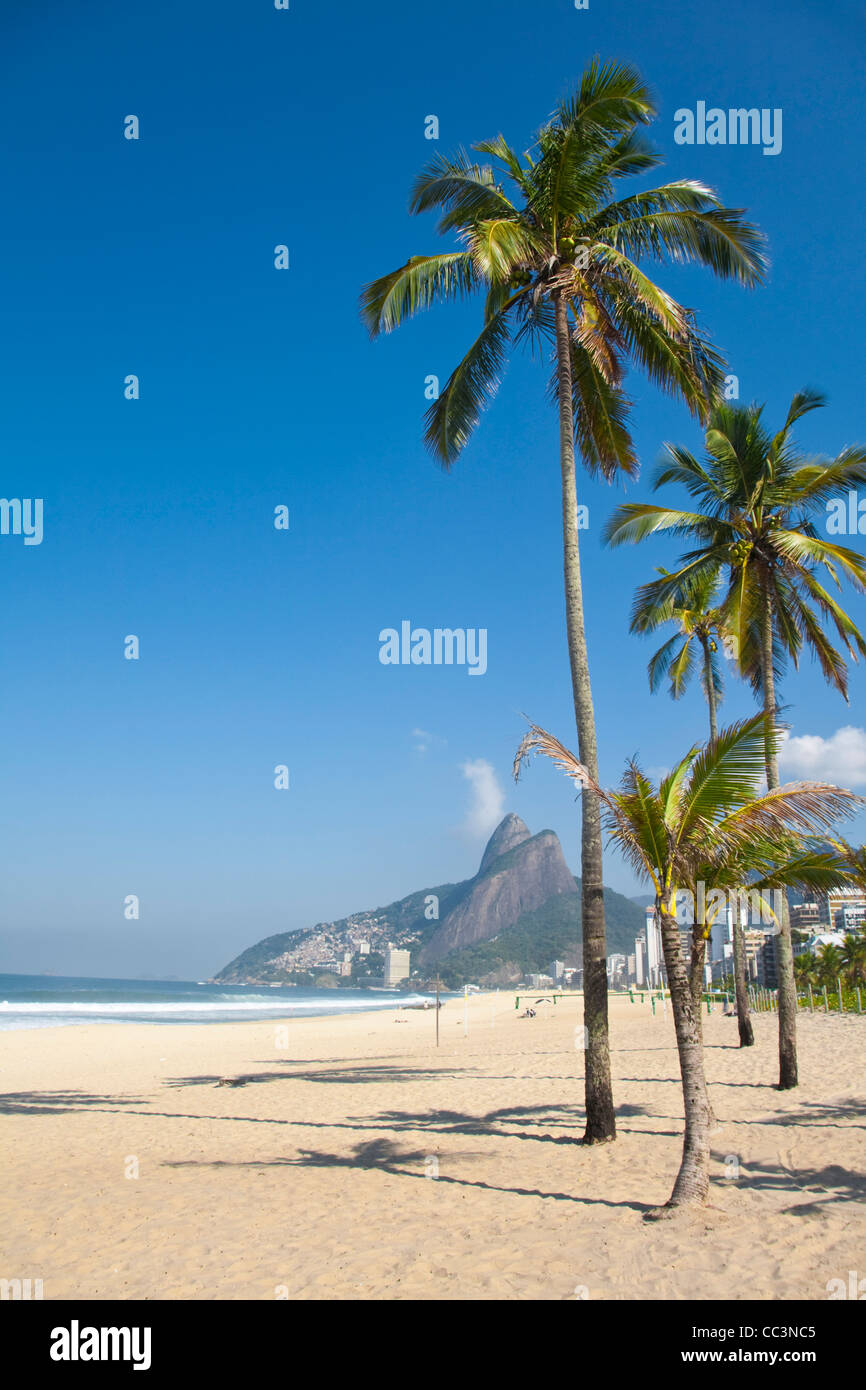 Brazil, Rio De Janeiro, Palm trees on Leblon beach Stock Photo