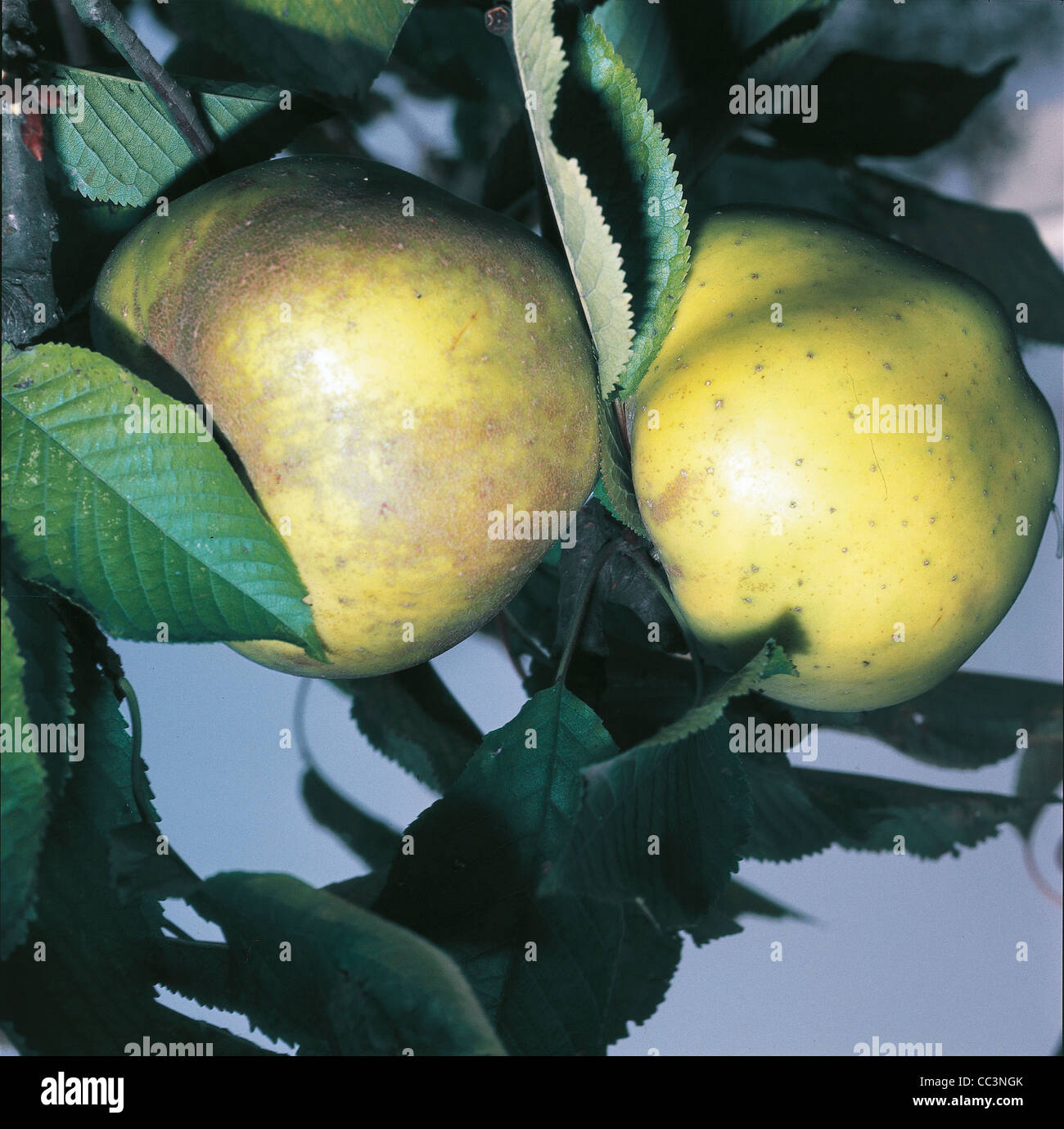 Botany: Rosaceae, Malus Domestica, Renetta Apples Stock Photo