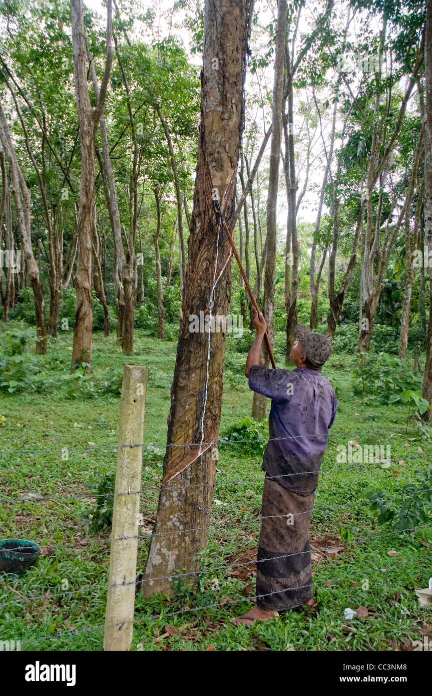 Worker tapping natural rubber from in a rubber tree plantation in Sri Lanka. Stock Photo