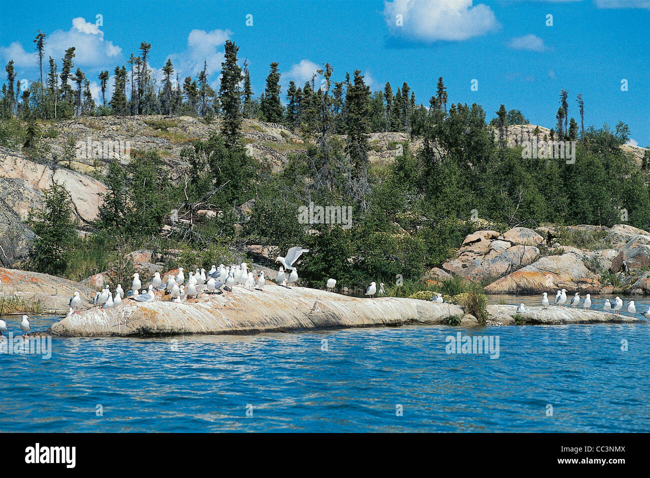 Canada Great Slave Lake Gulls Great Lake Of Slaves Stock Photo - Alamy