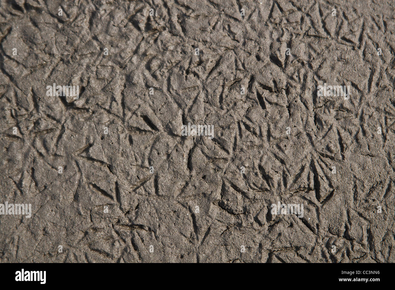 Abstraction pattern of birds footprints on mud. Stock Photo