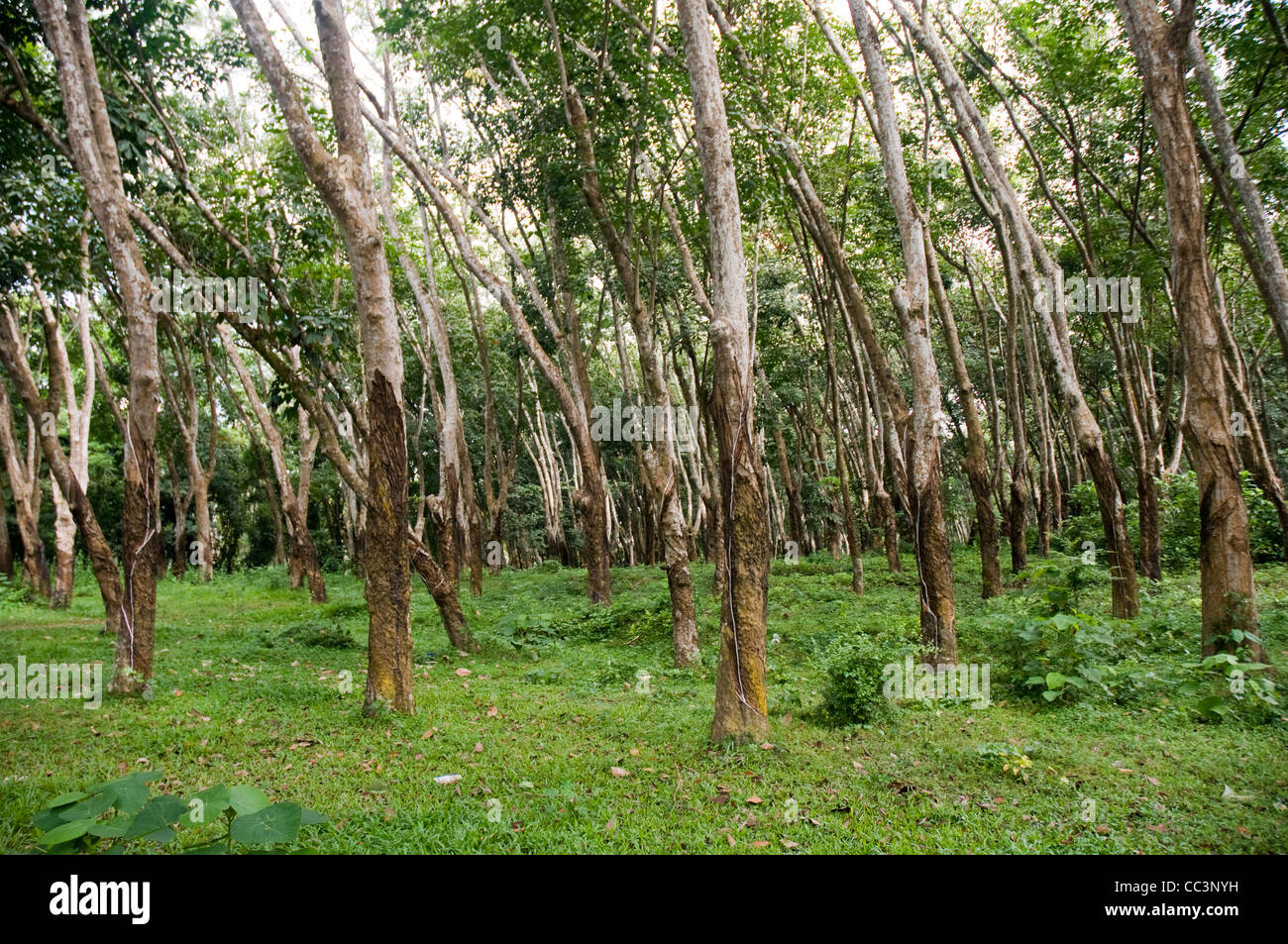 Natural rubber plantation in Sri Lanka. Stock Photo