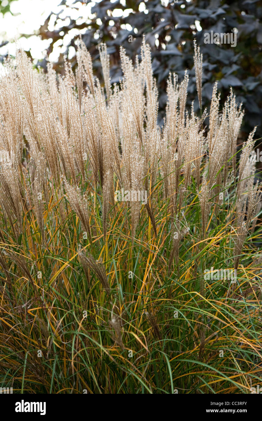 Miscanthus sinensis ‘Rotsilber’ or Miscanthus sinensis ‘Red Silver’, in autumn Stock Photo