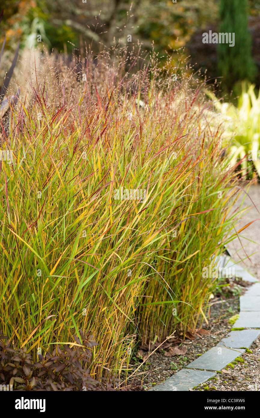 Panicum virgatum ‘Shenandoah’, Red Switch Grass, in autumn Stock Photo