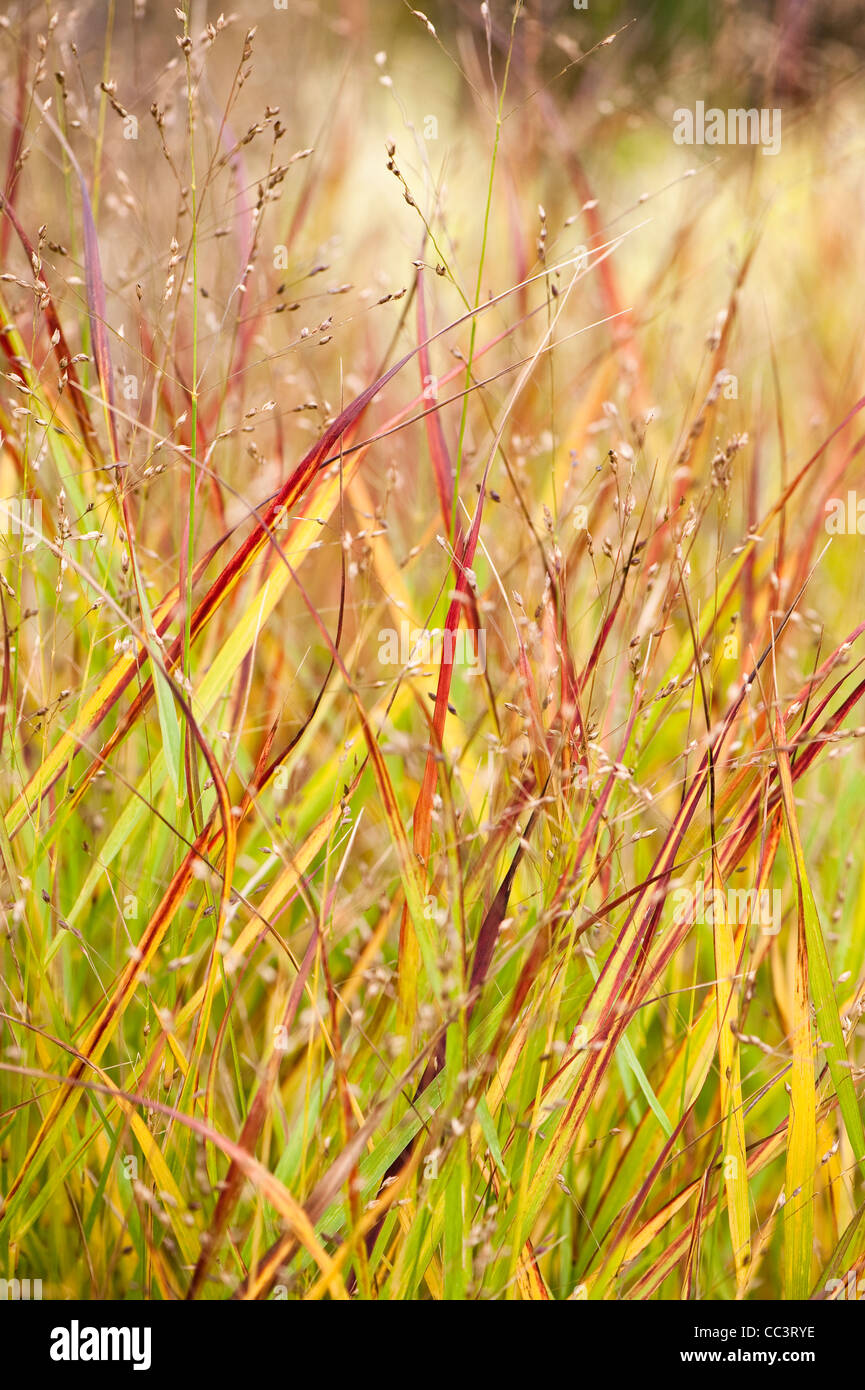 Panicum virgatum ‘Shenandoah’, Red Switch Grass, in autumn Stock Photo