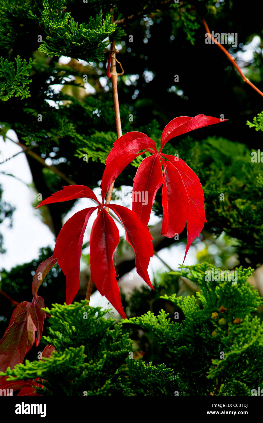 red leaves Stock Photo