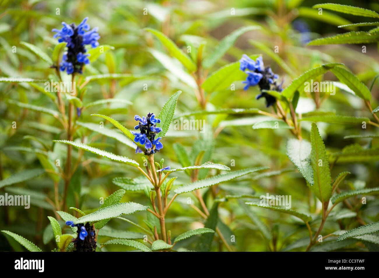Salvia corrugata, Sage, in flower Stock Photo Alamy