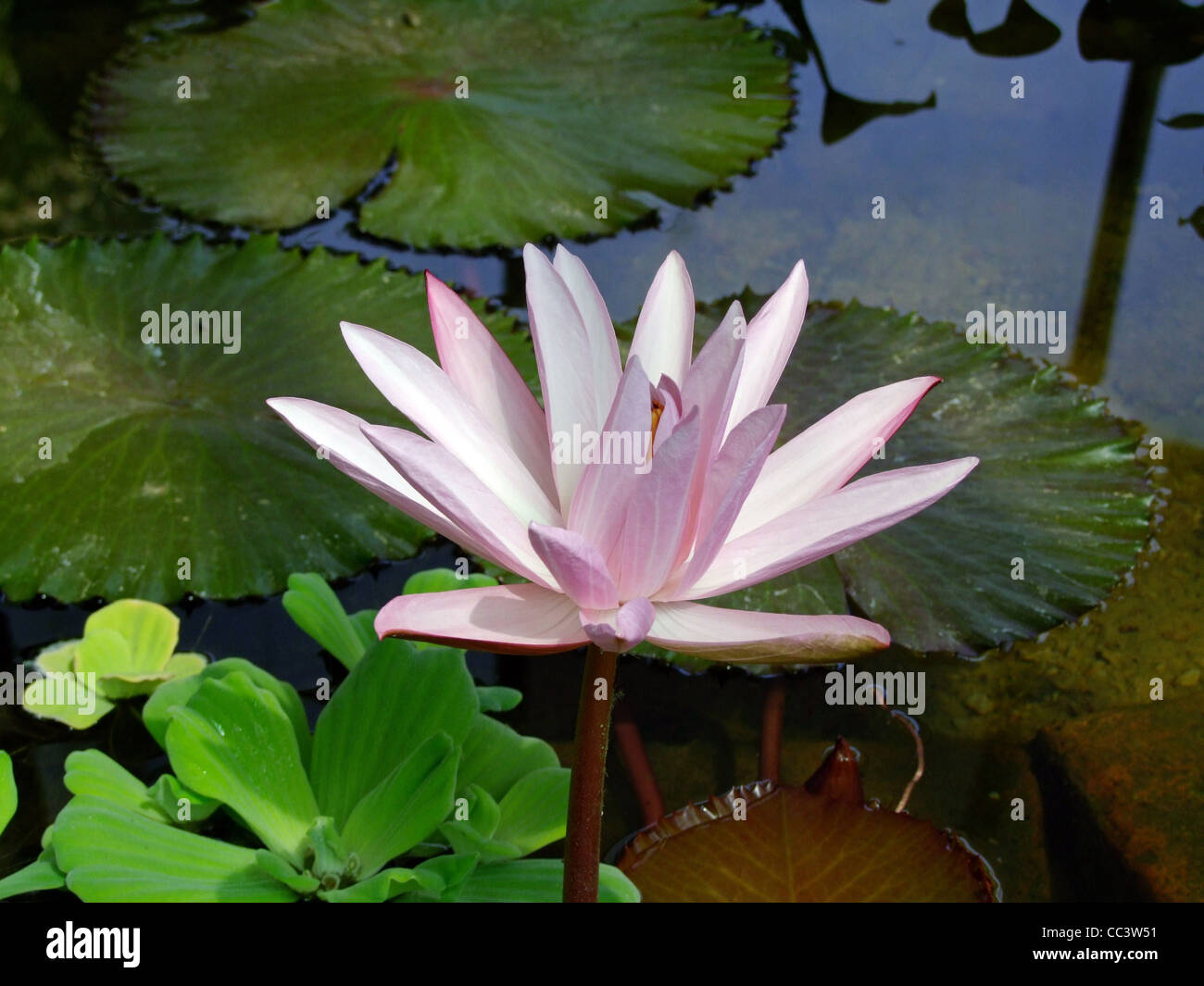 Waterlily flower, lotos Stock Photo