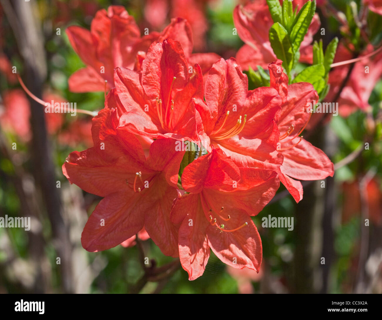 Rhododendron Doctor Ooshoek Stock Photo