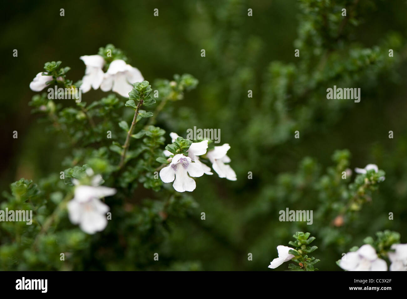 Prostanthera cuneata AGM, Alpine Mint Bush Stock Photo Alamy