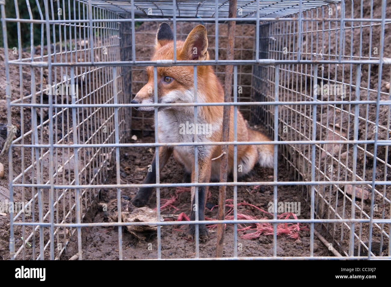 Fox caught in trap trapped uk cub hires stock photography and images Alamy