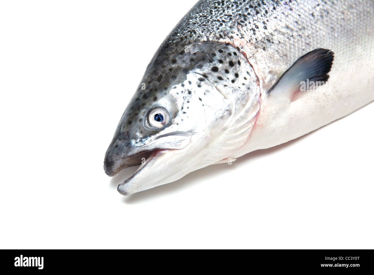 Atlantic salmon (Salmo salar Stock Photo Alamy