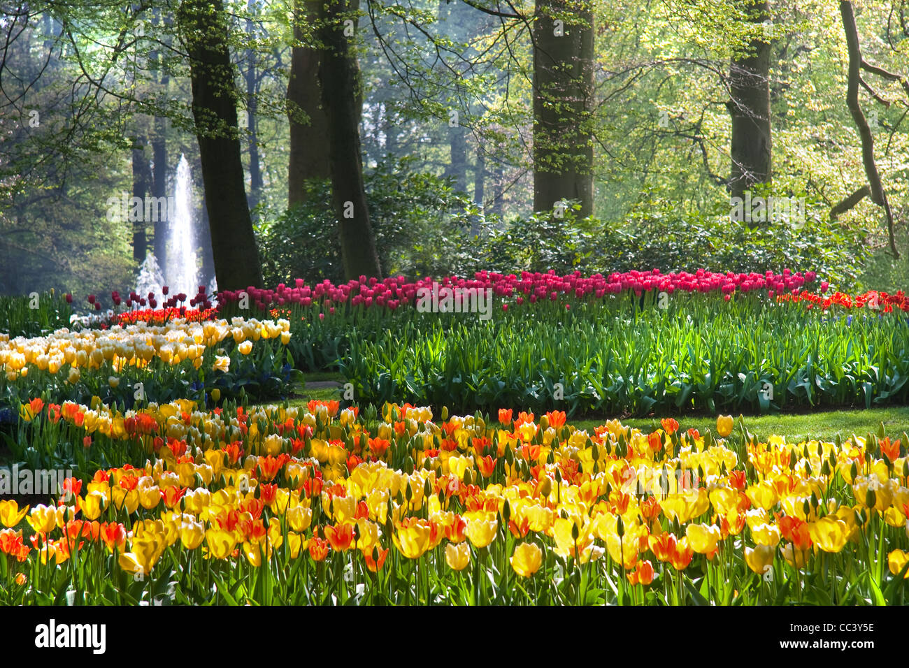 Colorful arrangement of tulips on sunny morning under the trees in park